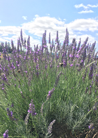 Lavandula x intermedia 'Grosso'